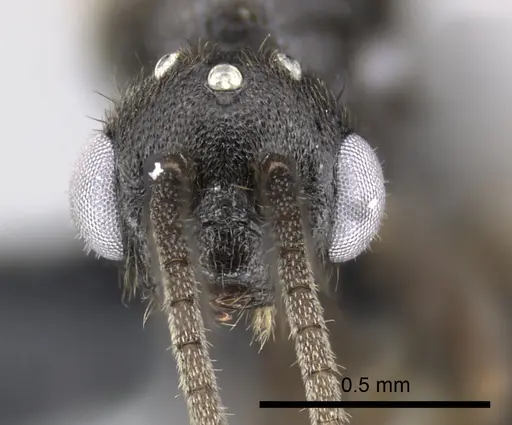 Adetomyrma goblin specimen CASENT0227985 image casent0227985_2
