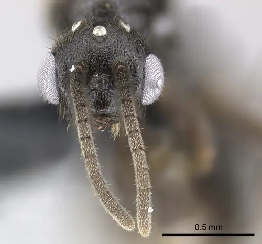 Adetomyrma goblin specimen CASENT0227985 image casent0227985_3