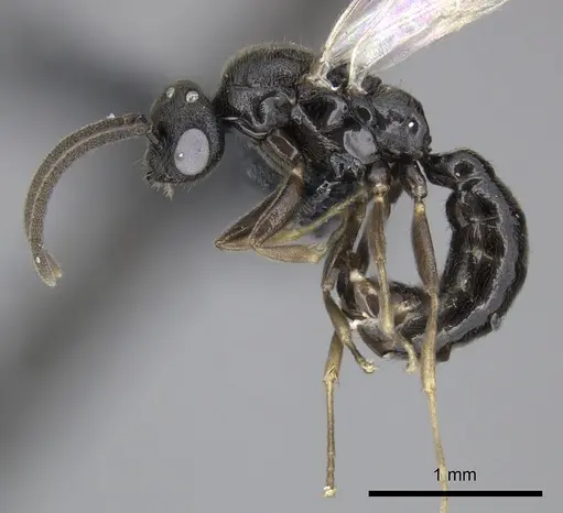 Adetomyrma goblin specimen CASENT0227985 image casent0227985_4