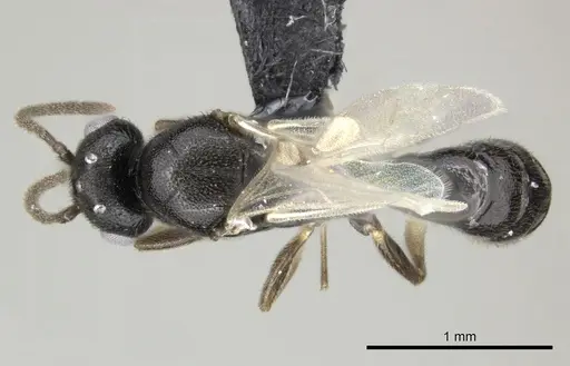 Adetomyrma goblin specimen CASENT0227986 image casent0227986_1