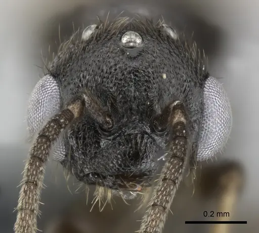 Adetomyrma goblin specimen CASENT0227986 image casent0227986_2