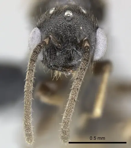 Adetomyrma goblin specimen CASENT0227986 image casent0227986_3