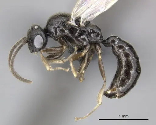Adetomyrma goblin specimen CASENT0227986 image casent0227986_4