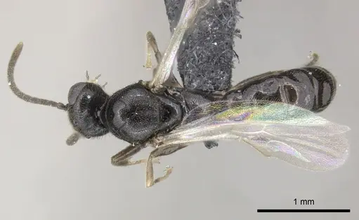 Adetomyrma goblin specimen CASENT0227988 image casent0227988_1