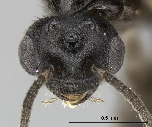 Adetomyrma goblin specimen CASENT0227988 image casent0227988_2