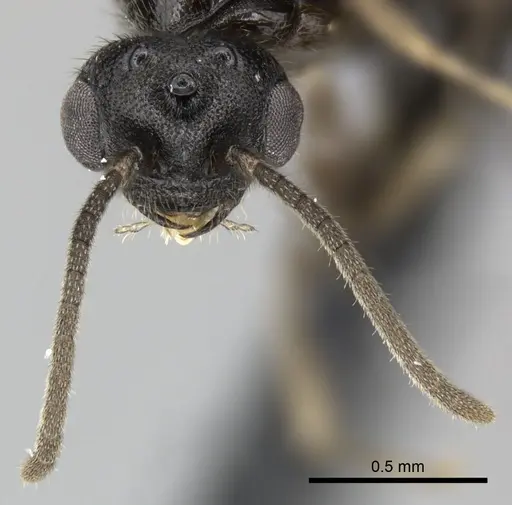 Adetomyrma goblin specimen CASENT0227988 image casent0227988_3