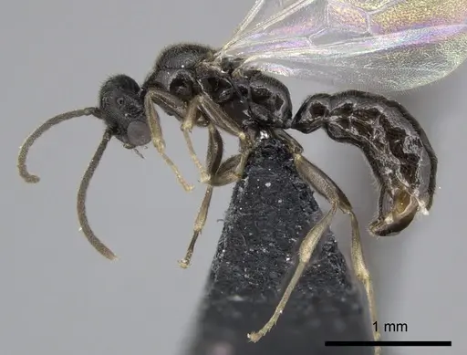 Adetomyrma goblin specimen CASENT0227988 image casent0227988_4