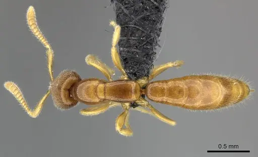 Adetomyrma goblin specimen CASENT0227989 image casent0227989_1