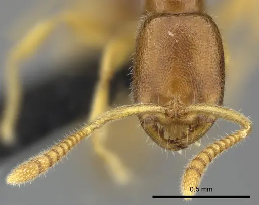 Adetomyrma goblin specimen CASENT0227989 image casent0227989_2