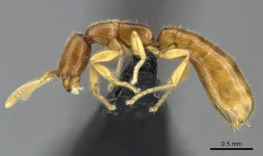 Adetomyrma goblin specimen CASENT0227989 image casent0227989_3