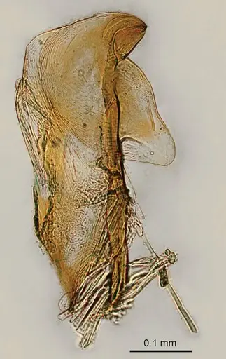 Adetomyrma venatrix specimen CASENT0063101 image casent0063101_1