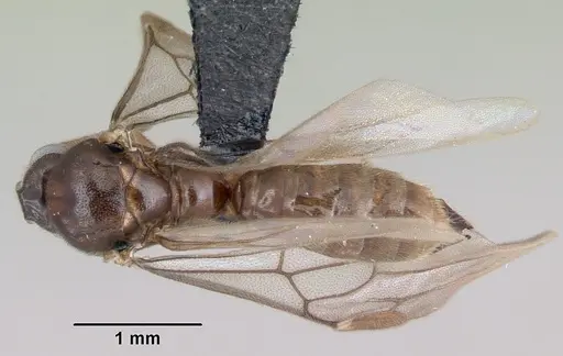 Adetomyrma venatrix specimen CASENT0079480 image casent0079480_1