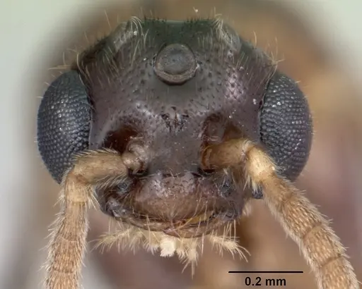Adetomyrma venatrix specimen CASENT0079480 image casent0079480_2