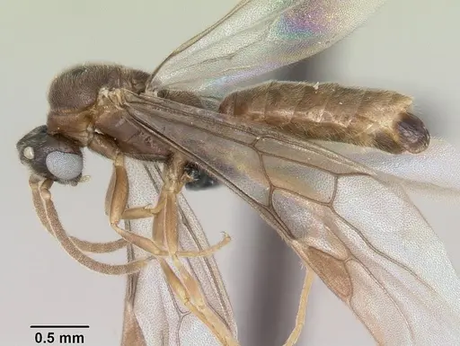 Adetomyrma venatrix specimen CASENT0079480 image casent0079480_3