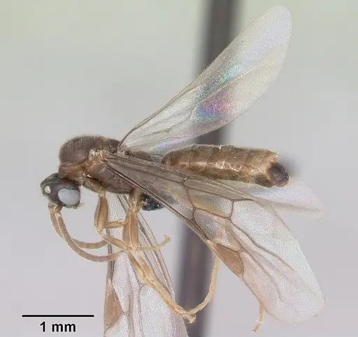 Adetomyrma venatrix specimen CASENT0079480 image casent0079480_4