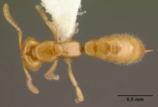 Adetomyrma venatrix specimen CASENT0101400 image casent0101400_1