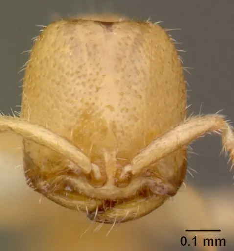 Adetomyrma venatrix specimen CASENT0101400 image casent0101400_2