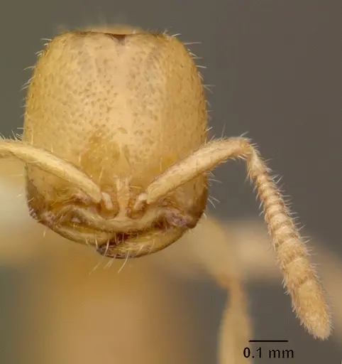 Adetomyrma venatrix specimen CASENT0101400 image casent0101400_3