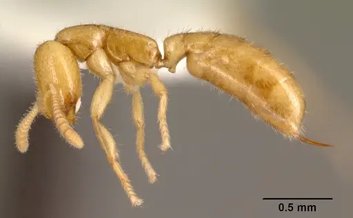 Adetomyrma venatrix specimen CASENT0101400 image casent0101400_4