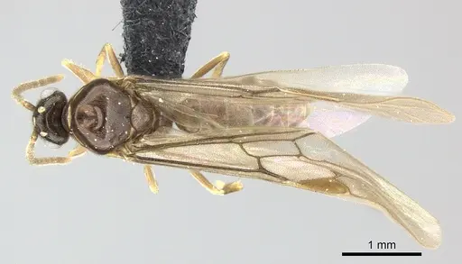 Adetomyrma venatrix specimen CASENT0151606 image casent0151606_1