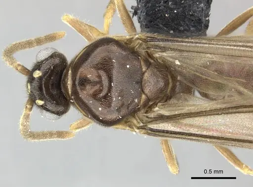Adetomyrma venatrix specimen CASENT0151606 image casent0151606_2