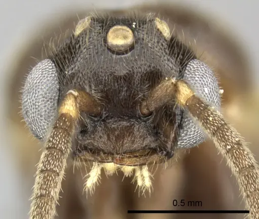 Adetomyrma venatrix specimen CASENT0151606 image casent0151606_3