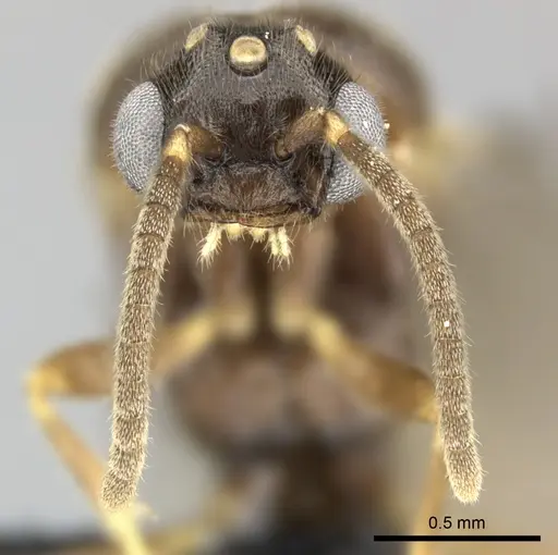 Adetomyrma venatrix specimen CASENT0151606 image casent0151606_4