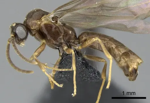 Adetomyrma venatrix specimen CASENT0151606 image casent0151606_5