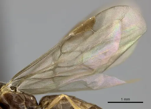 Adetomyrma venatrix specimen CASENT0151606 image casent0151606_6