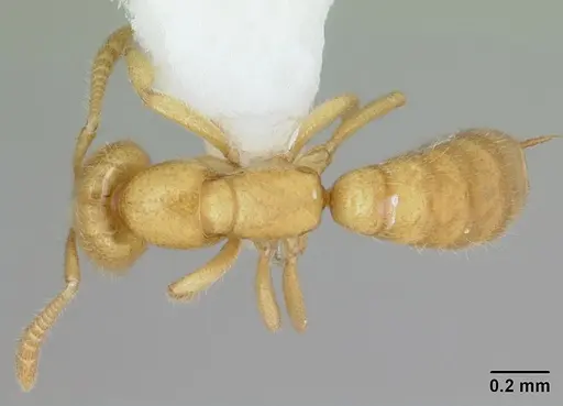 Adetomyrma venatrix specimen CASENT0172771 image casent0172771_1