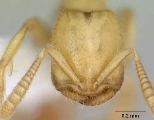 Adetomyrma venatrix specimen CASENT0172771 image casent0172771_2