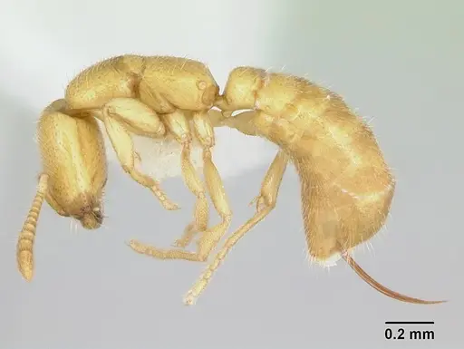 Adetomyrma venatrix specimen CASENT0172771 image casent0172771_3