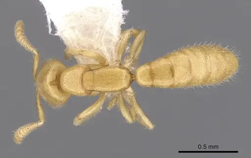 Adetomyrma venatrix specimen CASENT0249634 image casent0249634_1
