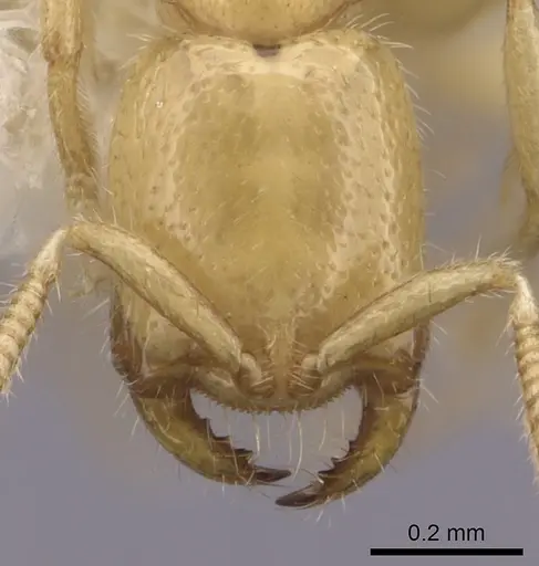 Adetomyrma venatrix specimen CASENT0249634 image casent0249634_2