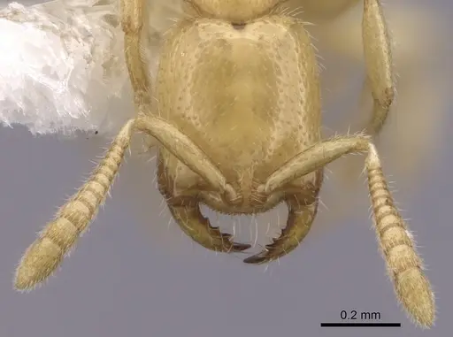 Adetomyrma venatrix specimen CASENT0249634 image casent0249634_3