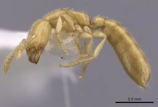 Adetomyrma venatrix specimen CASENT0249634 image casent0249634_4