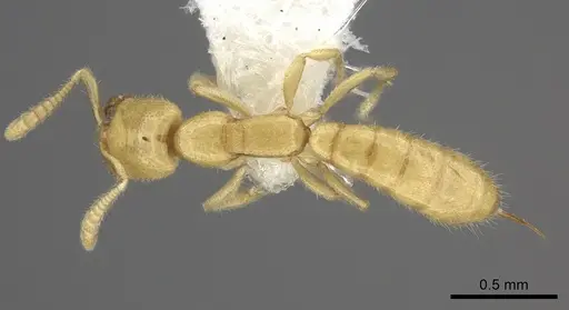 Adetomyrma venatrix specimen CASENT0260442 image casent0260442_1