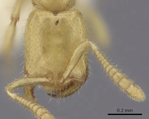 Adetomyrma venatrix specimen CASENT0260442 image casent0260442_2