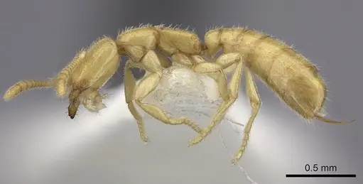 Adetomyrma venatrix specimen CASENT0260442 image casent0260442_3