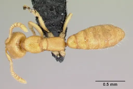 Adetomyrma venatrix specimen CASENT0489808 image casent0489808_1