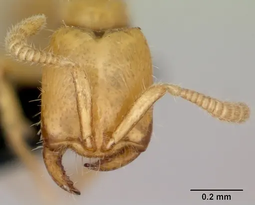 Adetomyrma venatrix specimen CASENT0489808 image casent0489808_2