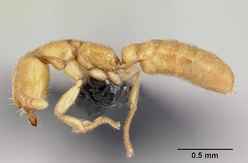 Adetomyrma venatrix specimen CASENT0489808 image casent0489808_3