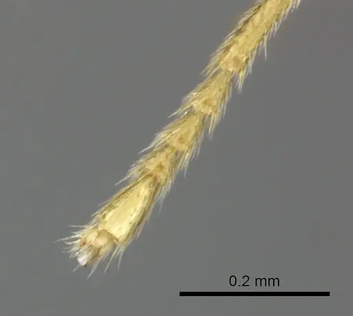 Adetomyrma venatrix specimen CASENT0489808 image casent0489808_4