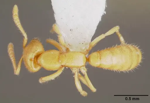 Adetomyrma venatrix specimen MCZTYPE34786 image mcztype34786_1