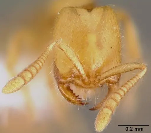 Adetomyrma venatrix specimen MCZTYPE34786 image mcztype34786_2