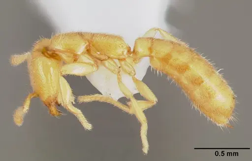 Adetomyrma venatrix specimen MCZTYPE34786 image mcztype34786_3