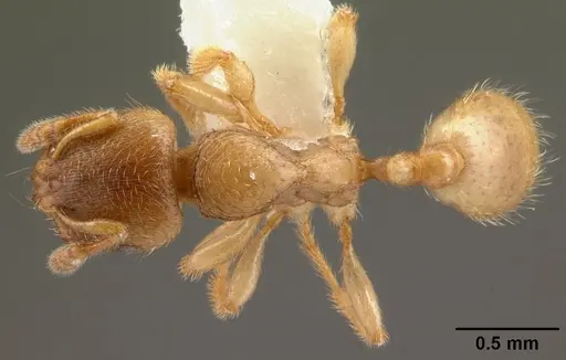 Adlerzia froggatti specimen CASENT0010805 image casent0010805_1