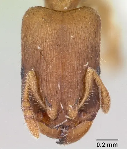 Adlerzia froggatti specimen CASENT0104323 image casent0104323_2
