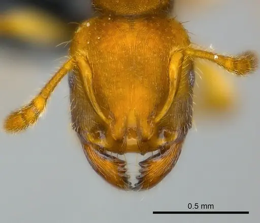 Adlerzia froggatti specimen CASENT0227591 image casent0227591_2