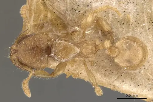Adlerzia froggatti specimen CASENT0908761 image casent0908761_1